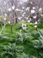 Young artichokes under a baby almond tree